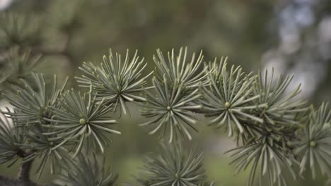 árboles-Y-Hojas-Moviéndose-En-Tiempo-Nublado,-Cámara-Lenta