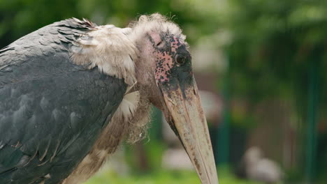 Close-up of a Marabou Stork