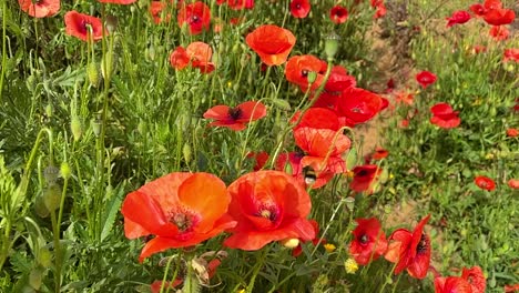 abejorro volando en amapolas de flores silvestres en cámara lenta