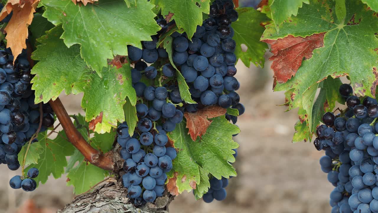 Growing luscious black grapes with bloom in a vineyard in Spain
