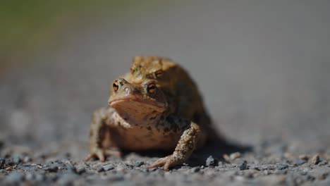 mating toads on the rocky ground in spring