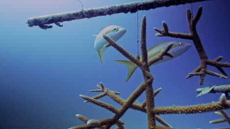 dos snapper de cola amarilla nadando junto a la cirugía de corales de cuerno de ciervo