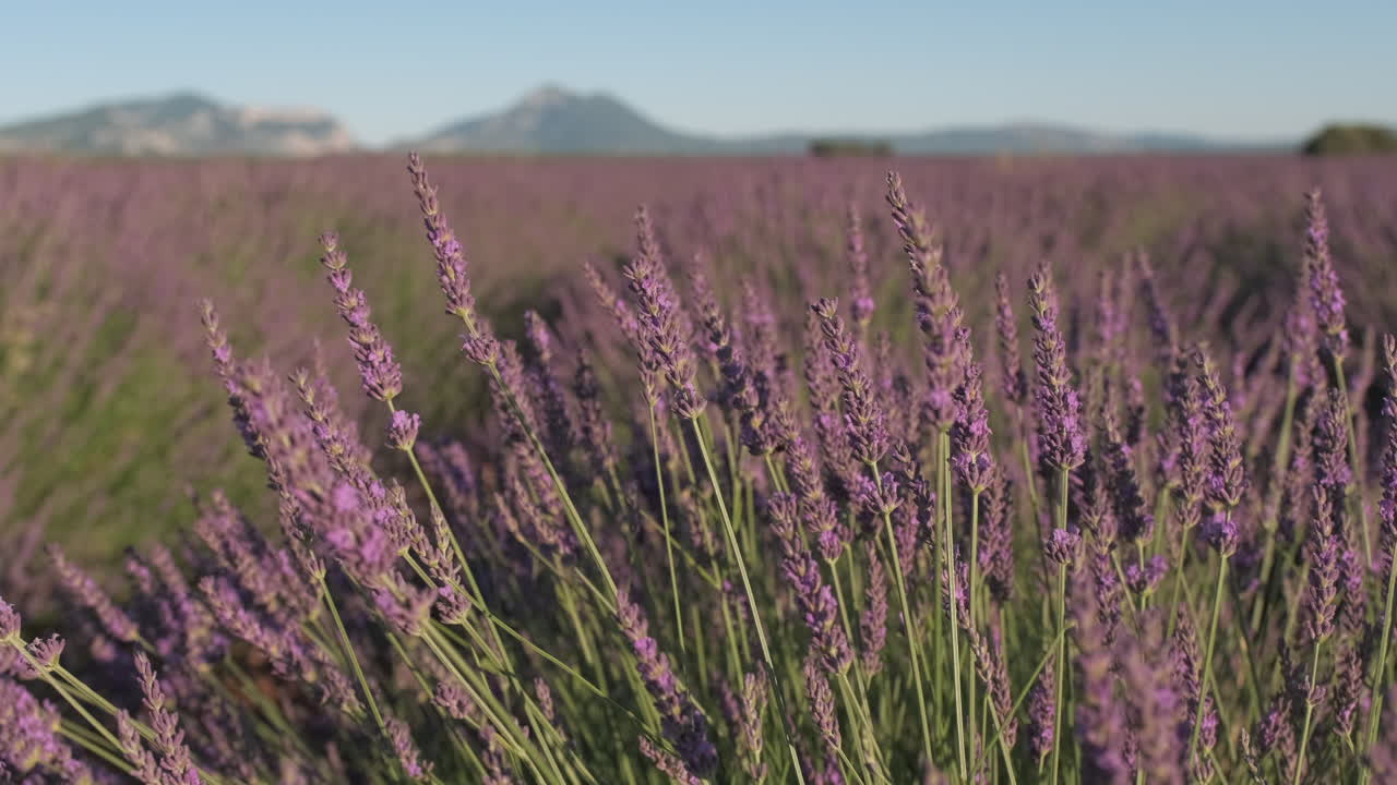 primer plano de la flor de lavanda púrpura flor en verano