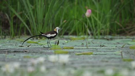 jacana bird balances on floating lily pad while shaking its wet feathers