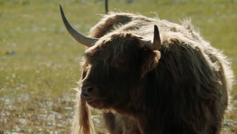 close up of highland cattle standing on the field