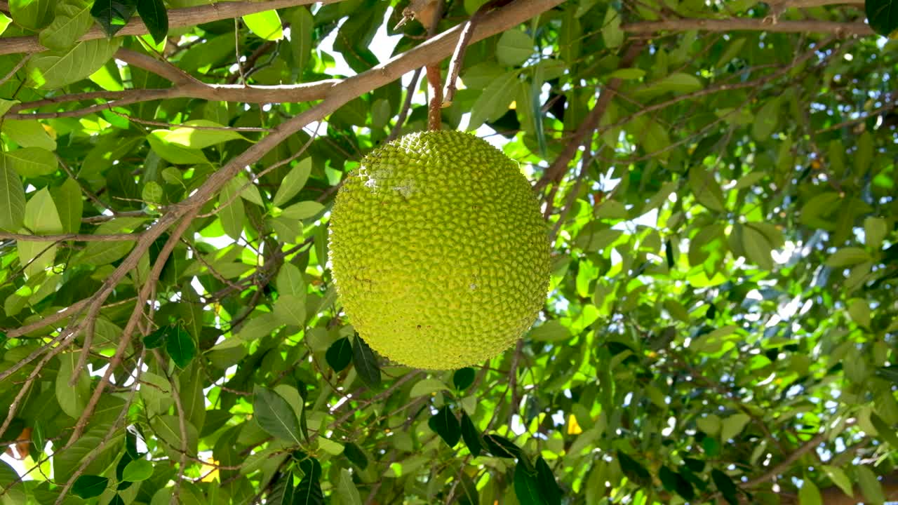 gran y exótico fruto del pan con puntas que crece en un árbol en un jardín tropical en el sudeste asiático