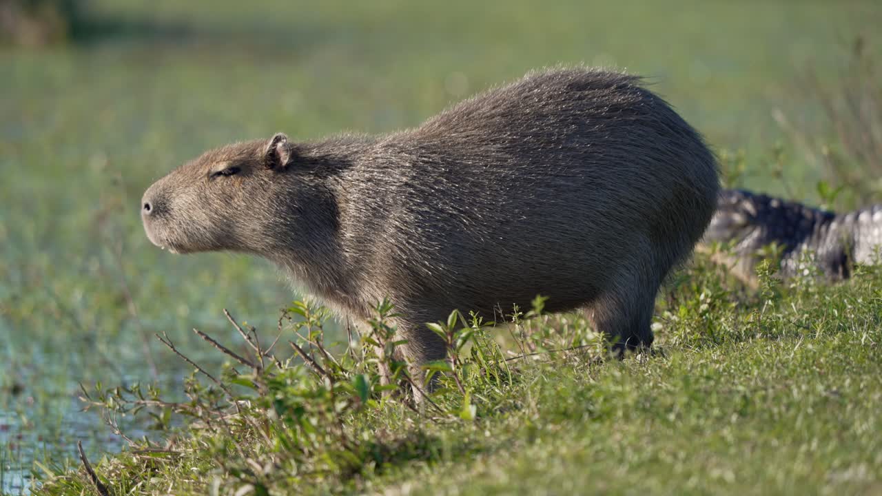 Capybara grazing on short green grass, body lit by midday sun with caiman in backdrop, pantanal native animal interaction