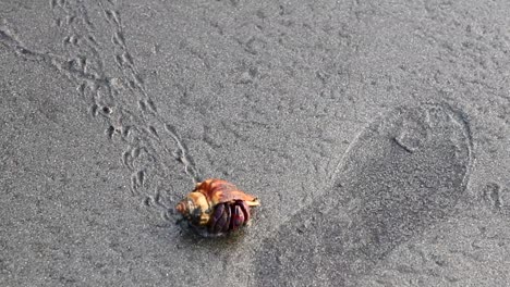 Un-Cangrejo-Ermitaño-Caminando-En-Una-Playa-De-Mar-Durante-La-Hora-Dorada