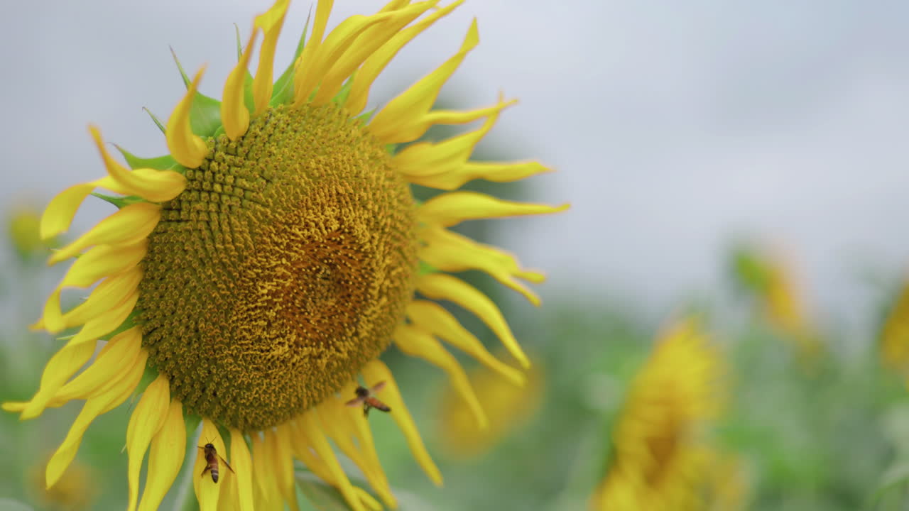 Girasole in un campo che ondeggia al vento con due api che cercano di raccogliere il polline dal fiore.