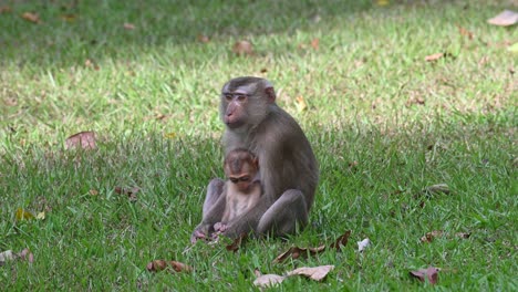 Macaco-De-Cola-De-Cerdo-Del-Norte-Macaca-Leonina,-Una-Madre-Que-Mantiene-A-Su-Hijo-Muy-Cerca-De-Ella-Para-No-Irse-A-Salvarlo-De-Los-Depredadores-Que-Acechan,-Tailandia