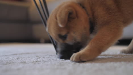 Cheeky-little-cute-shiba-inu-puppy-digging,-playing-and-exploring-the-carpet