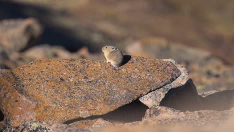 American-Pika-lookout-sitting-on-a-rock-looking-away,-handheld