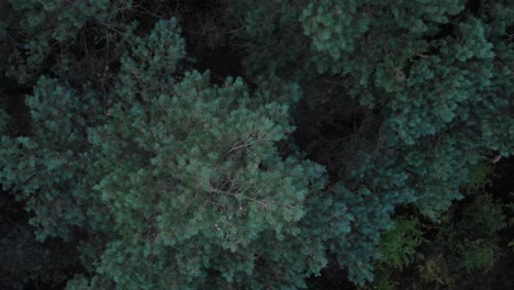 amazing topdown shot looking down at a forest filled with evergreen trees