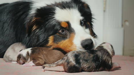 australian shepherd takes care of her newborn puppy 11