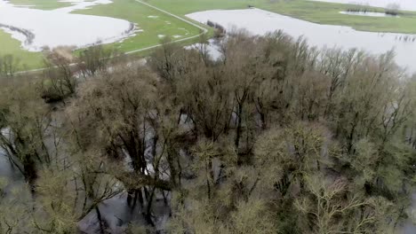 aerial drone shot of trees under water in swamp like environment