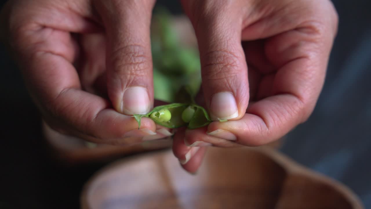 Opening pods of Gungo pigeon peas on table after being picked from tree healthy green fresh protein cultivation harvested