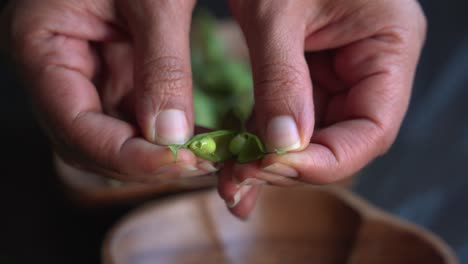 apertura de vainas de guisantes de paloma gungo en la mesa después de ser recogidos de árboles saludables cultivo de proteínas verdes frescas cosechadas