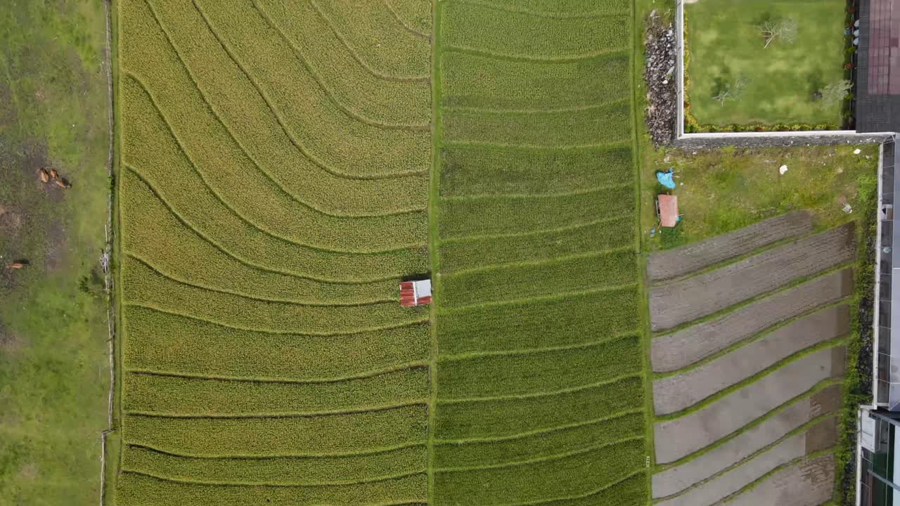 arrozales en canggu, bali indonesia, vuelo de drones sobre los campos, 4k, día