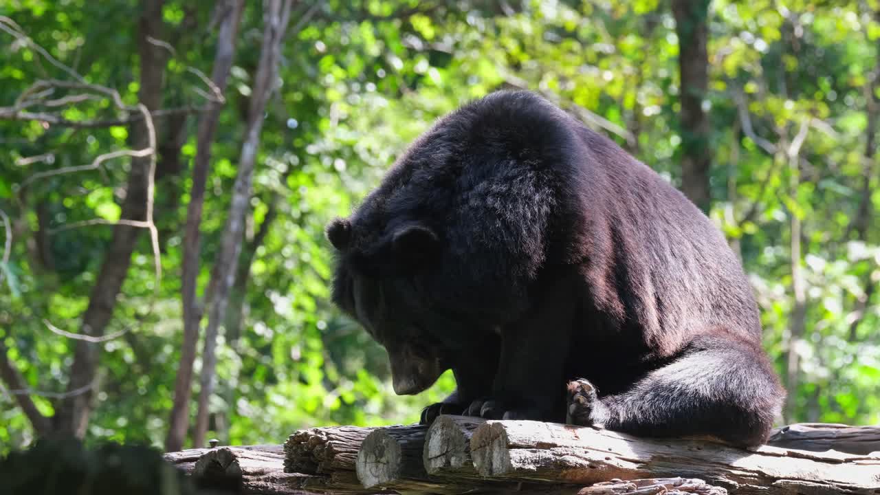 durmiendo profundamente durante la mañana mientras su espalda toma el sol de la mañana, oso negro asiático, ursus thibetanus, santuario de vida silvestre huai kha kaeng, tailandia