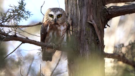 A-northern-saw-whet-owl-stares-straight-ahead,-blinking-once-while-roosting-in-a-pine-tree