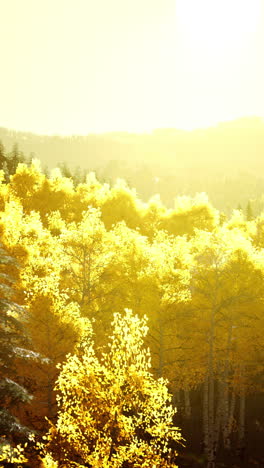 golden forest in autumn