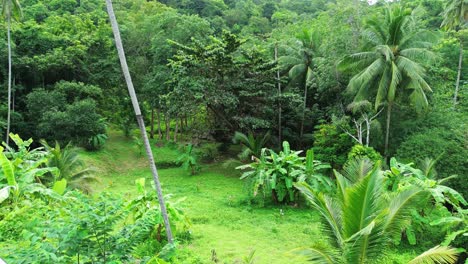 jungle rainforest koh samui exotic tropical forest canopy humid climate thailand aerial drone