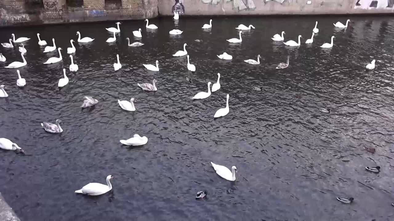 muchos cisnes y patos hd 7 segundos 50 fps 00331