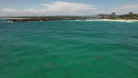 Family Pod Of Bottlenose Dolphins Swimming In The Sea In NSW, Australia - Drone Shot
