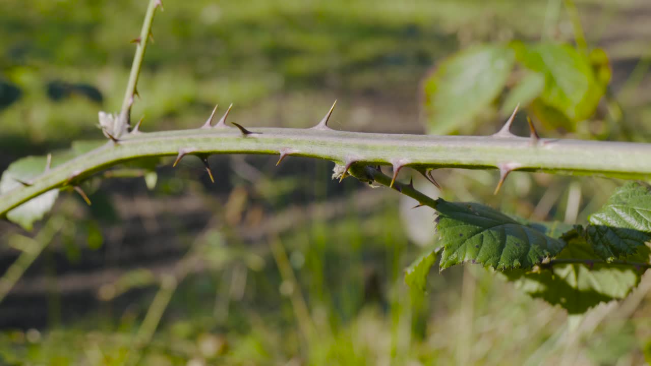 Close up shot of a green bush stem with thorns while walking through Thetford forest, Norfolk, UK at daytime