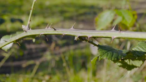 Close-up-shot-of-a-green-bush-stem-with-thorns-while-walking-through-Thetford-forest,-Norfolk,-UK-at-daytime