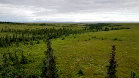 slow push over spruce trees in alaskan wilderness