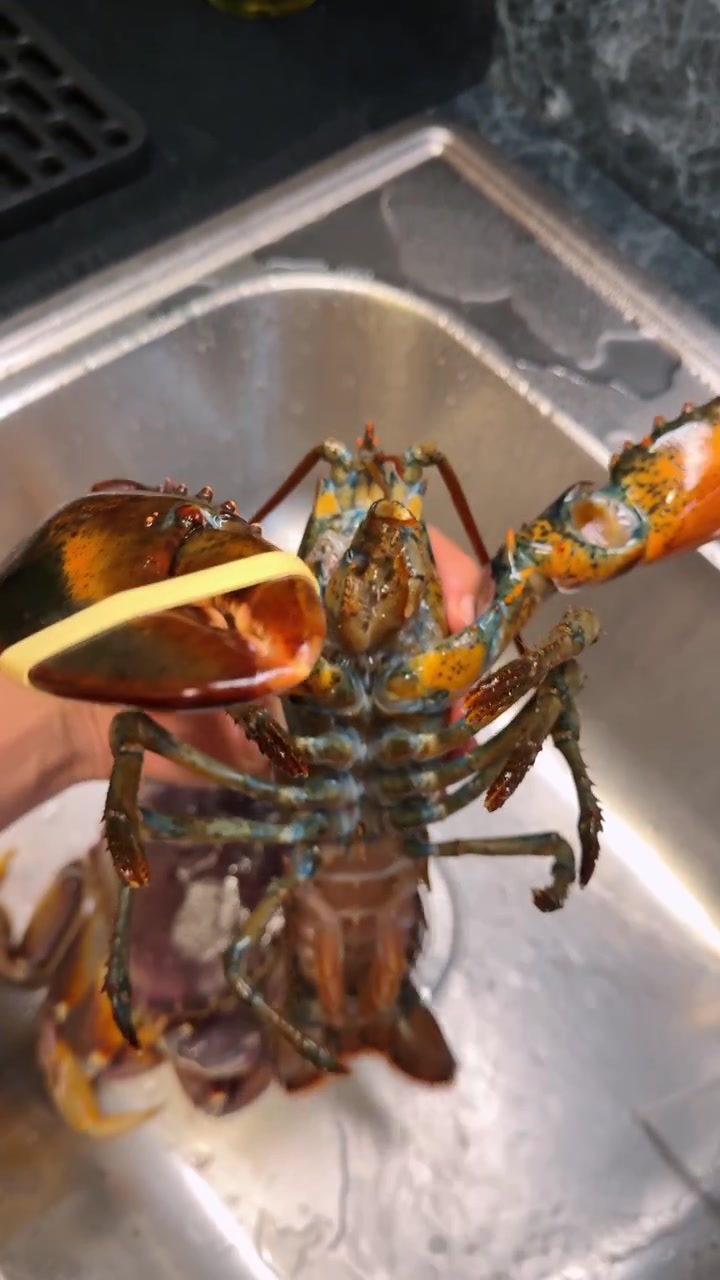 Person holding raw crab above kitchen basin. Hand lifts shellfish over lobster resting in wet metal sink.