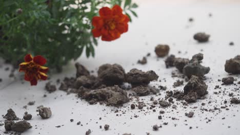 potting mix with marigold flowers