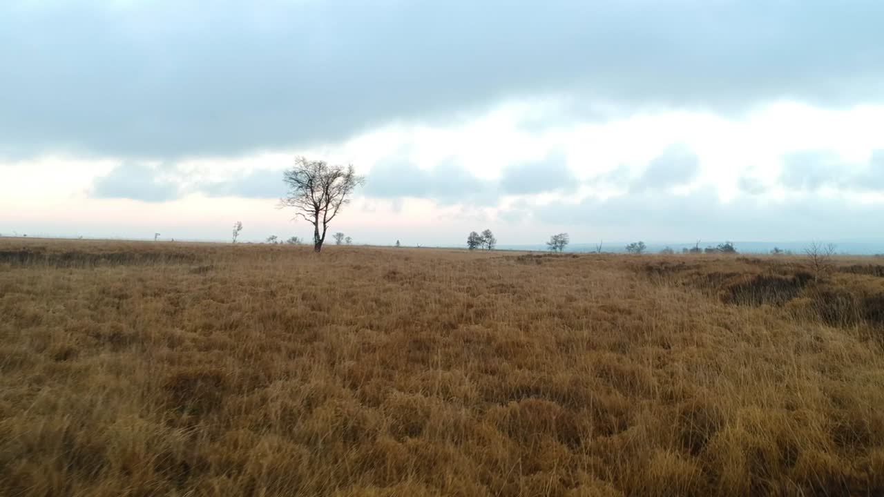 Drone flying towards lonely tree in moorland, High Fens, Belgium