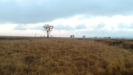 drone flying towards lonely tree in moorland, high fens, belgium