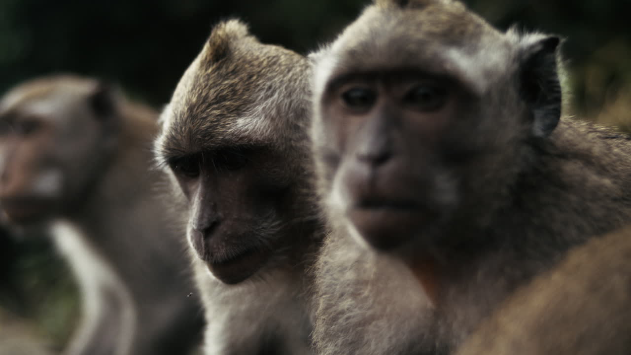 Group of monkeys in jungle, slow motion, Indonesia wildlife