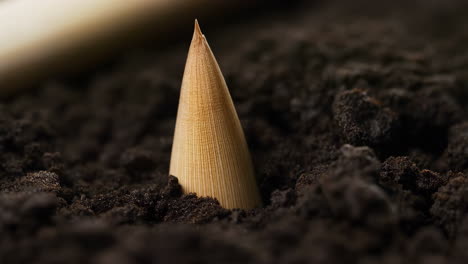 bamboo shoot emerging from soil