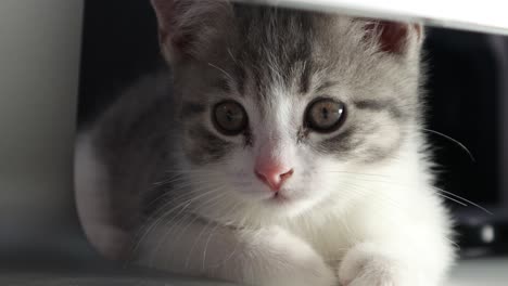 little cute kitten hiding on the desk under a computer
