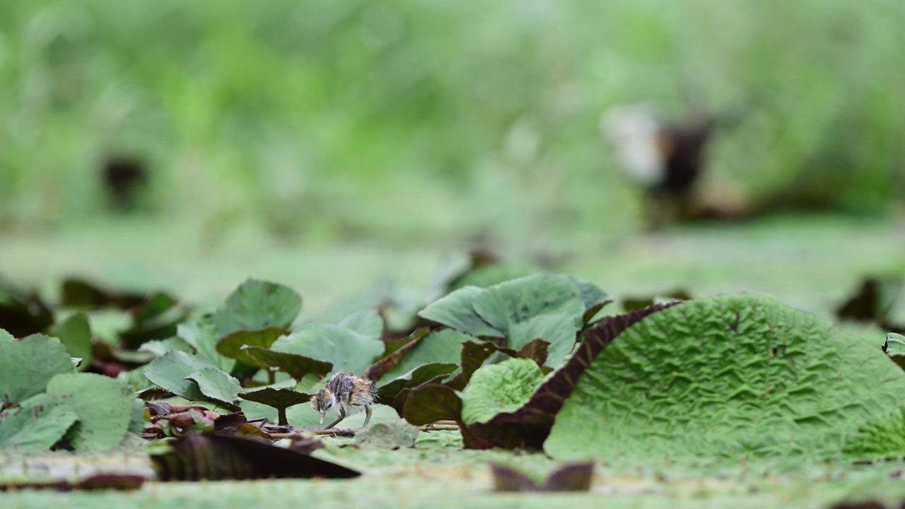 Newly hatched jacana chick explores floating wetland vegetation while the adult parent feeds among aquatic plants in the background.