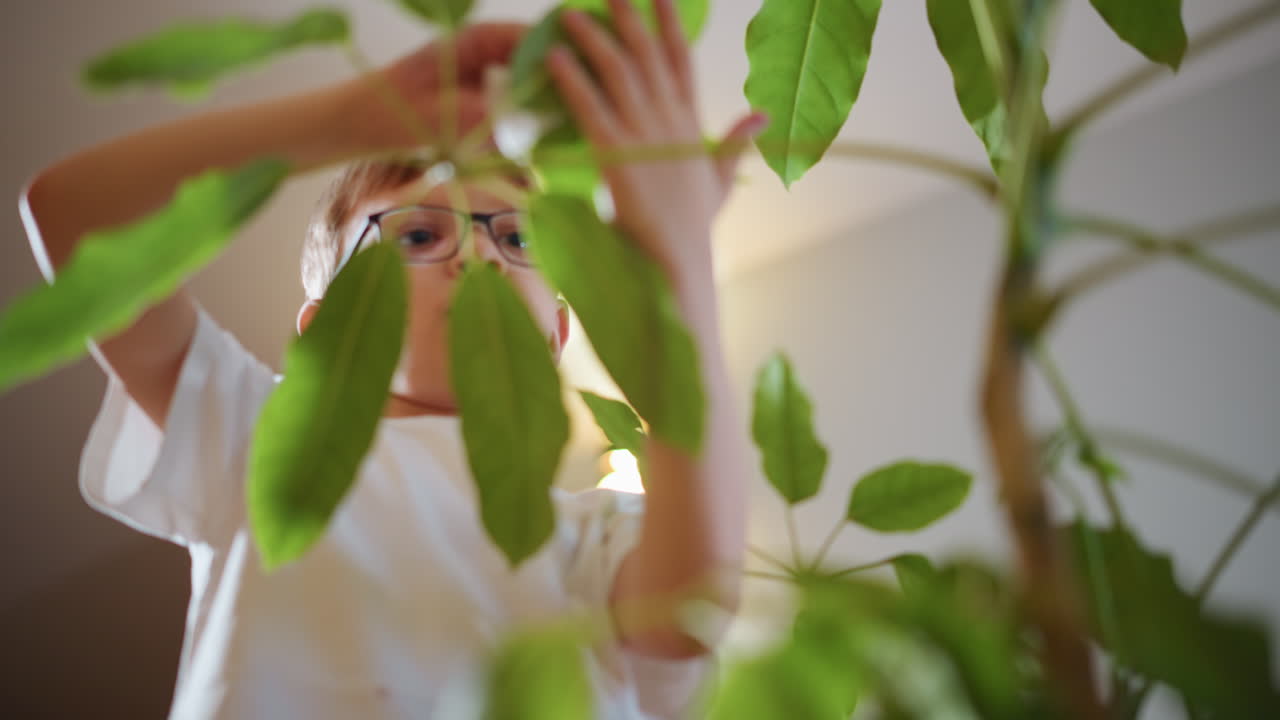 Boy wearing glasses caring for green indoor plant, gently touching leaves in natural light, child engaged in gardening activity, exploring nature, learning responsibility, healthy houseplant environment