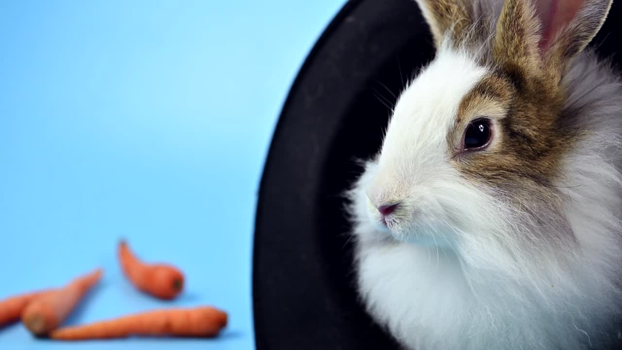 파란 스크린 배경의 토끼: 영 동물과 부활절의 똑똑한 애완동물