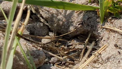 4K-60FPS-Bumblebee-is-Digging-Out-Underground-Hive-in-the-Sand