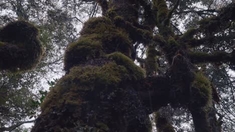 Árbol-Antiguo-Cubierto-De-Musgo-En-El-Bosque-Primitivo-Con-Gotas-De-Agua-Cayendo