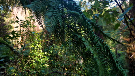 Exotic plants and leaves in rainforest of New Zealand during sunshine at daytime