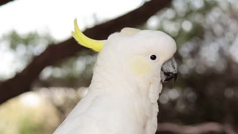 a cockatoo observed in its natural environment