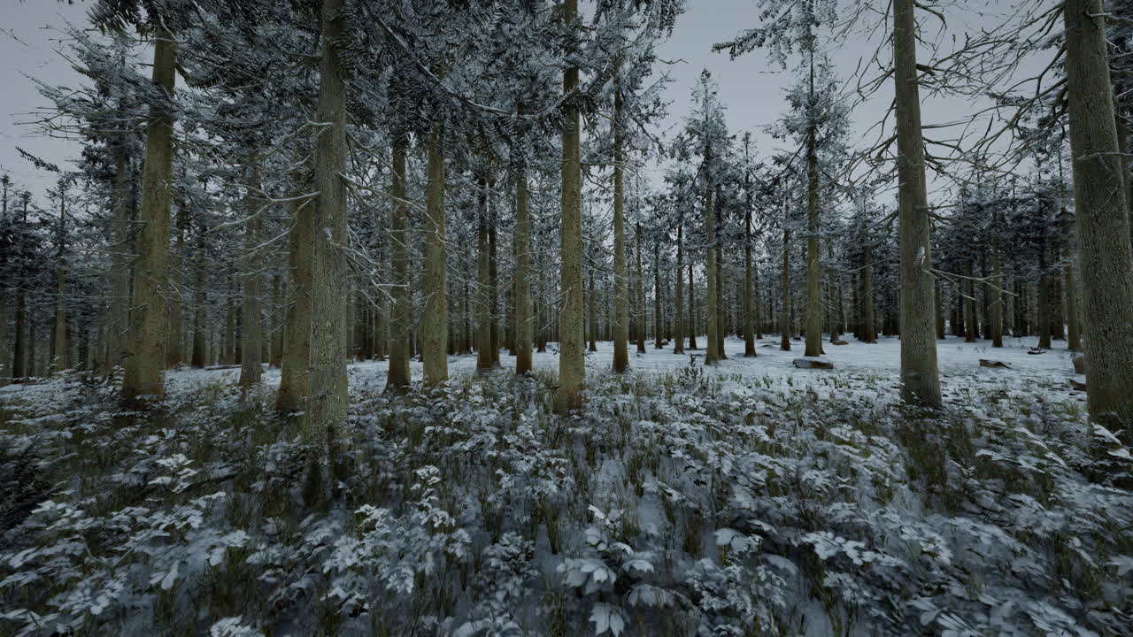 눈 덮인 겨울 숲