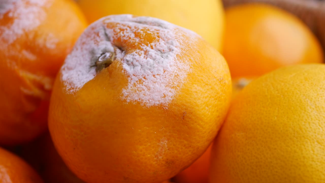 Moldy Oranges: Spoilage and Decay