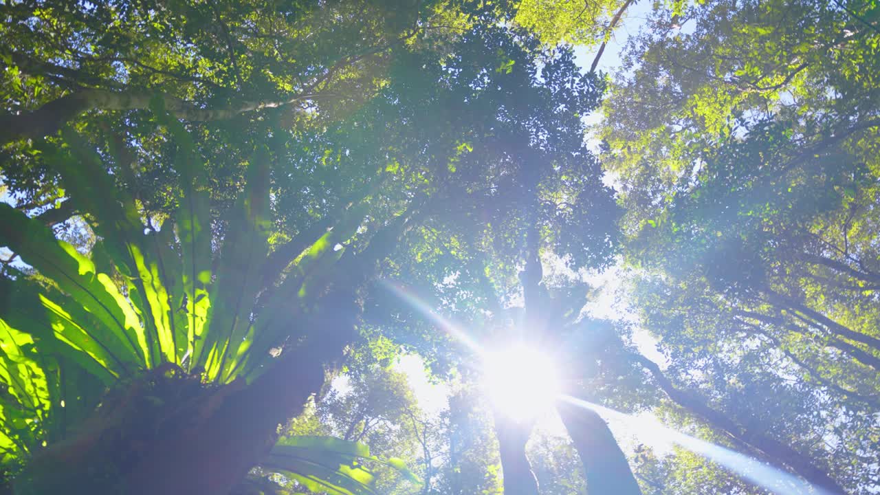 폭포, 골드 코스트, 퀸즐랜드, 호주에 스프링 브룩 국립 공원 물줄기