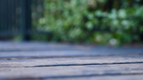 close up of wooden floor with blurred green foliage background