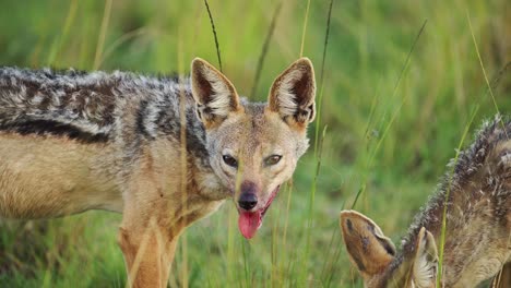 slow motion shot of close shot of jackal face with blood around mouth after feeding on dead antelope, african wildlife in maasai mara north conservancy, nature in masai mara national reserve